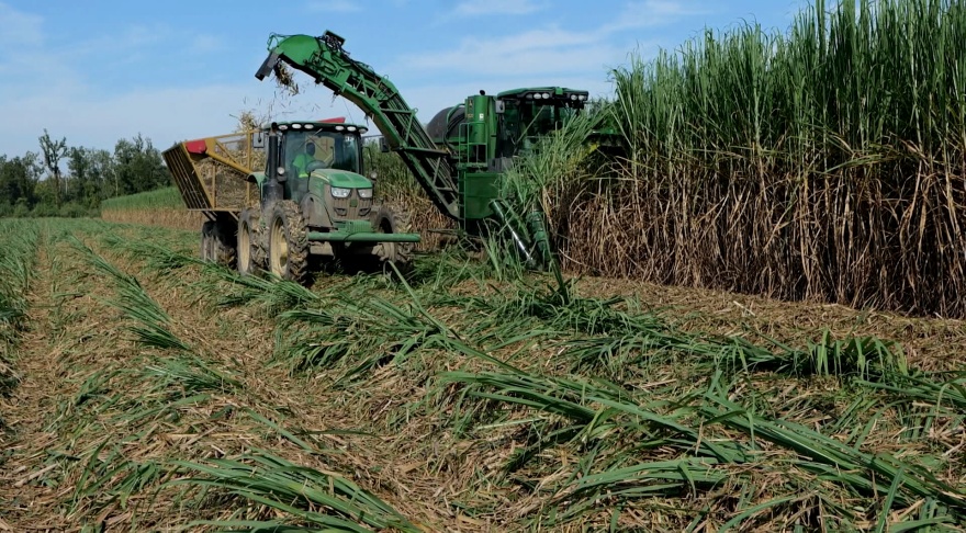 Louisiana sugarcane growers and millers produce record crop